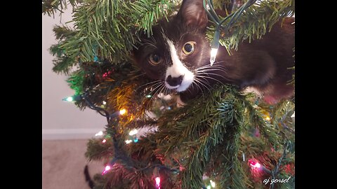 The eternal struggle of cat owners