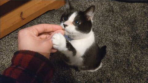 RIO AND THE SNACK TIME FEED WATCH AS RIO 🙀 HAS A LITTLE SNACK OF TREATS 🥩 HE LIKES😻 BEFORE PLAYING 😸