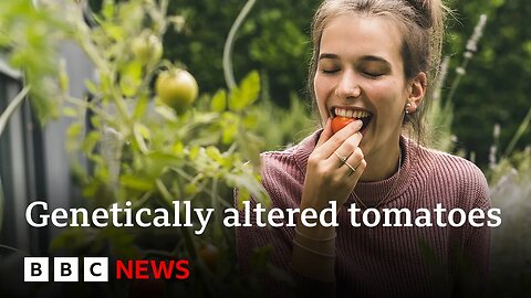 Why are tomatoes being genetically altered for vitamin D? | BBC News