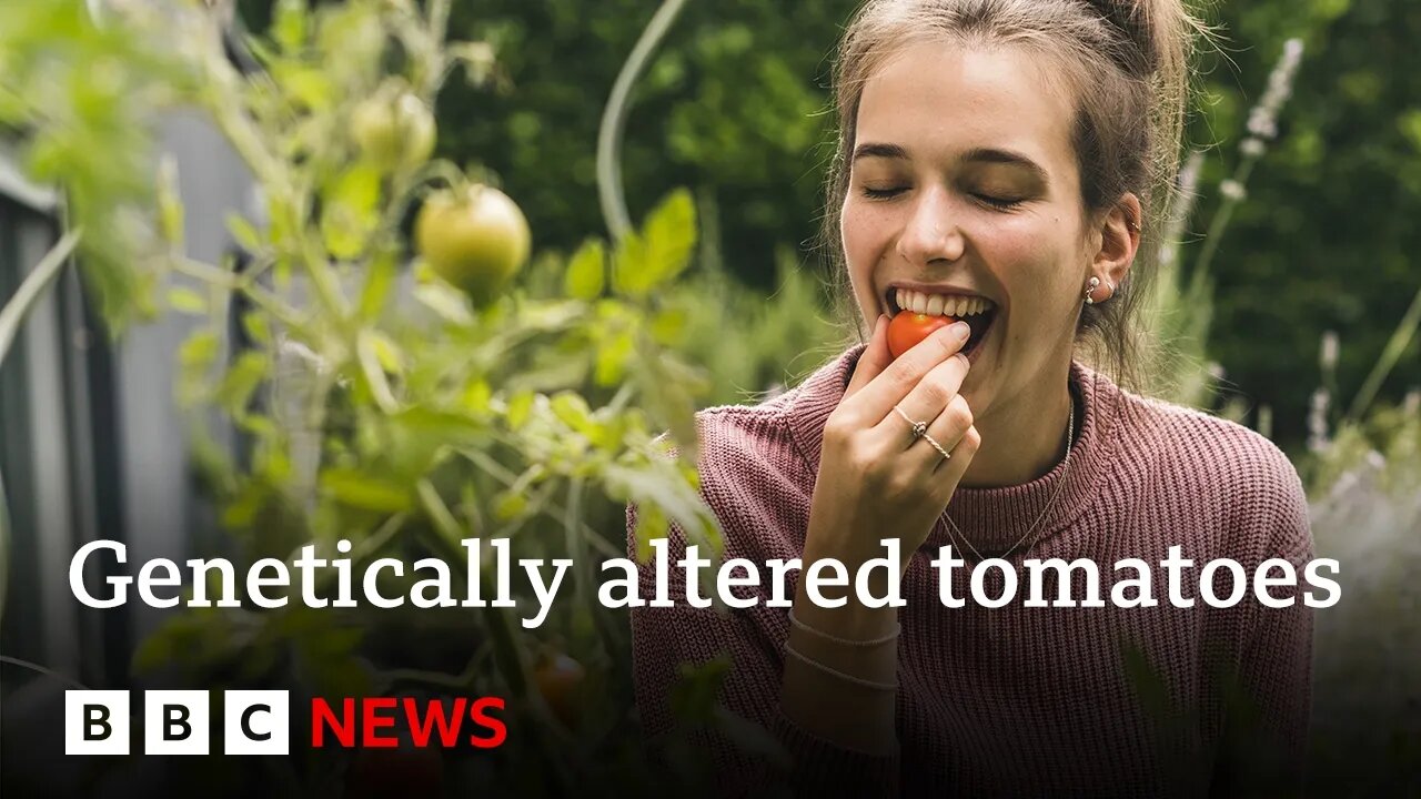 Why are tomatoes being genetically altered for vitamin D? | BBC News