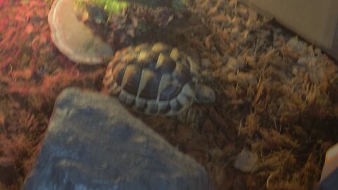 tortoise enclosure viewv