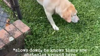 don’t need eyes for fetchin