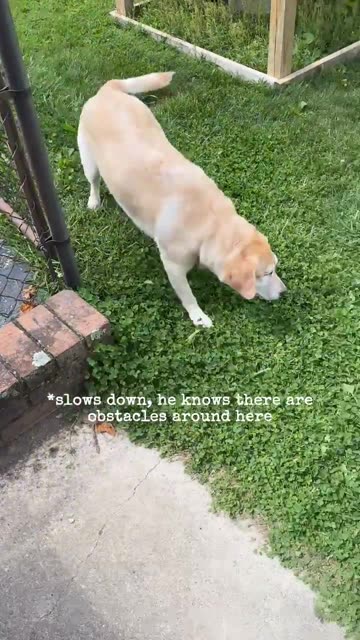 don’t need eyes for fetchin