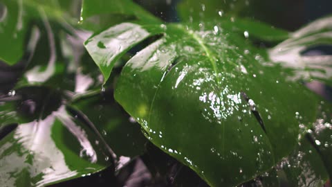 Slow Motion Water Splash on Leaves
