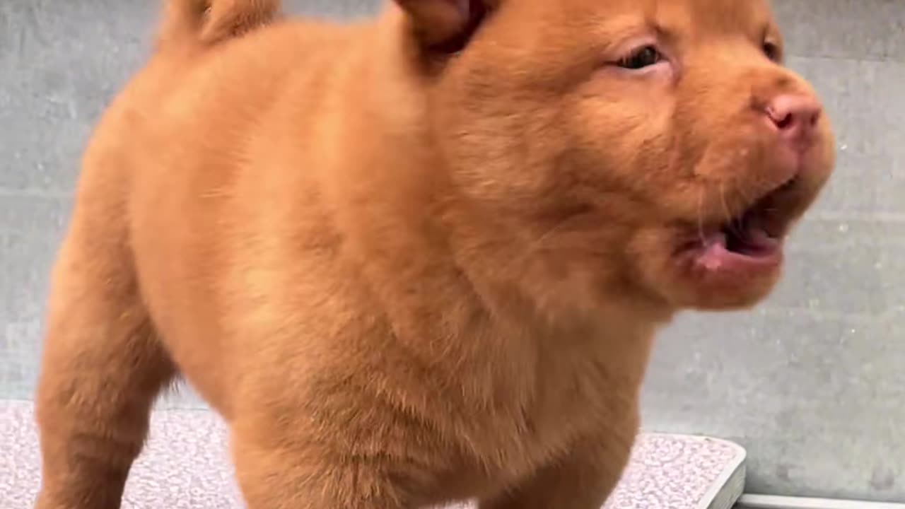 puppy singing