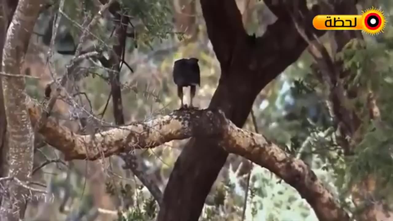 animals