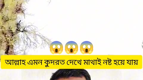 🌿 Miracle on Tree | গাছের ডালে লেখা আল্লাহর নাম 🌙