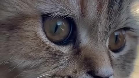 😊 😸#Gatito 👁#Mirando 🌄El 🏞#Paisaje 🌆#Citadino.👍