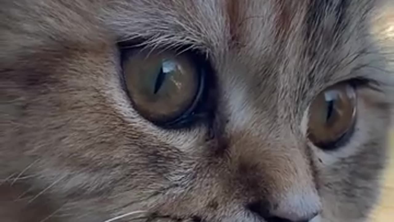 😊 😸#Gatito 👁#Mirando 🌄El 🏞#Paisaje 🌆#Citadino.👍