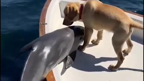 A dog and a dolphin, beautiful friendship