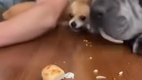 Potentially dangerous food eating contest