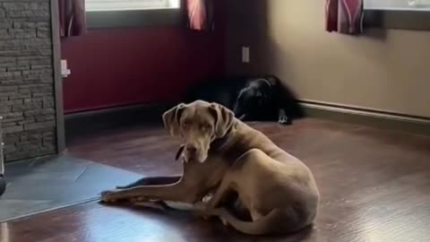 She Doesn't Realize She's Too Big For That