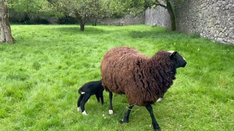 Walked through woods during dawn’s gloaming & lots of lovely lambs