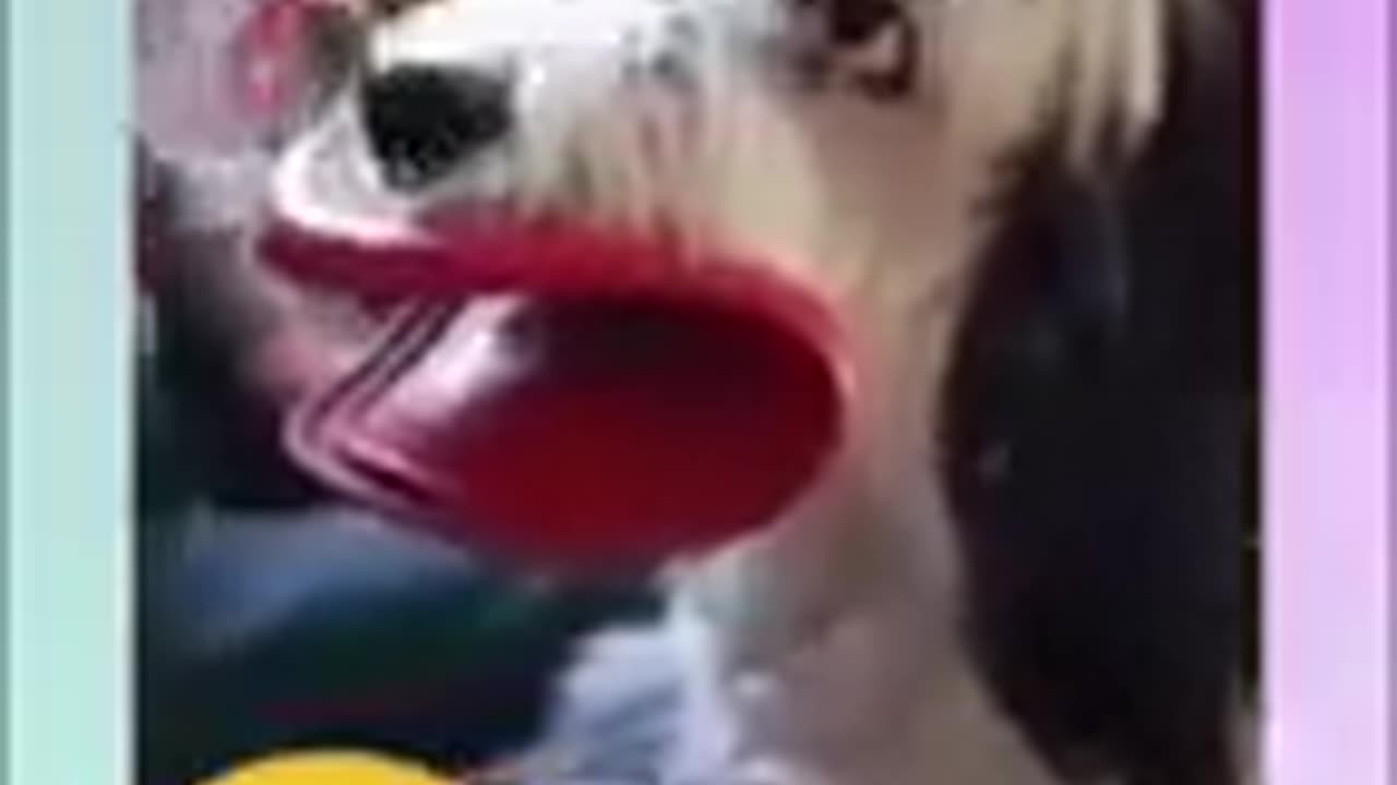 animals