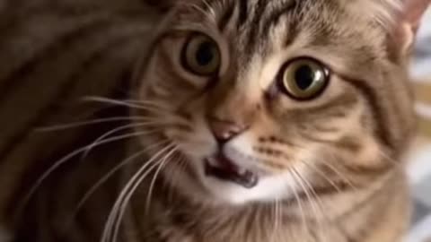 Cutest Moments of These Little Animals