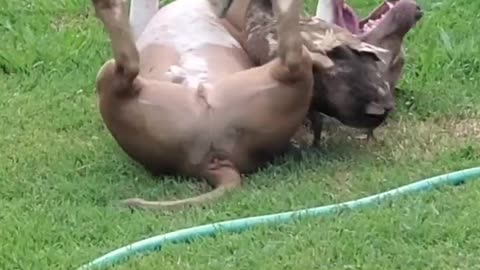 The most unlikely best friends… 🐶🦆