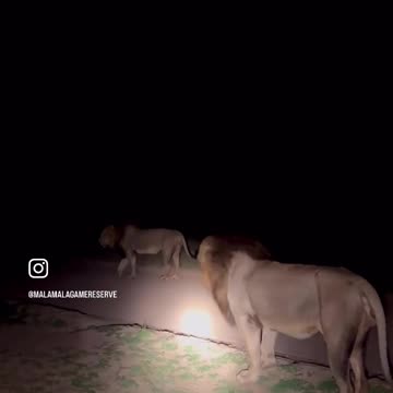 All cats are the same no matter the size