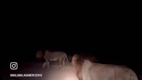 All cats are the same no matter the size