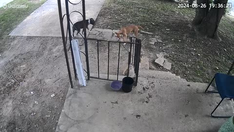 Two Dogs Steal Another Dog
