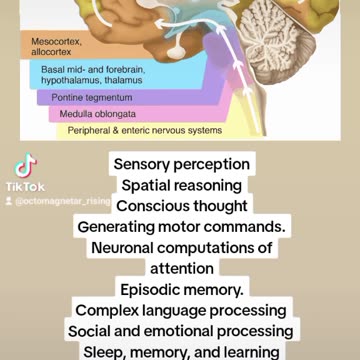 UNDERSTANDING BRAIN FUNCTION