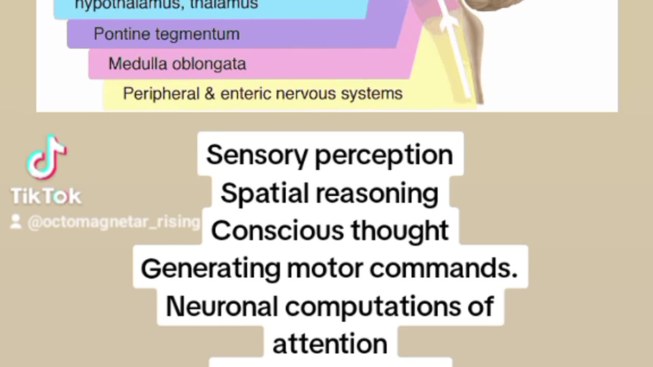 UNDERSTANDING BRAIN FUNCTION