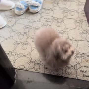 The Joy of Coming Home to a Dog