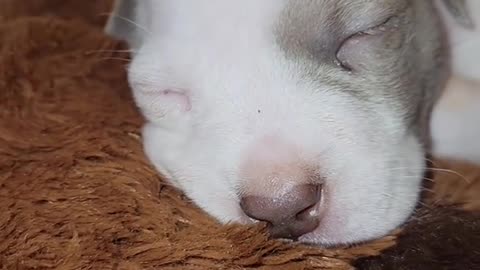 Pidgey stay as sweet as honey