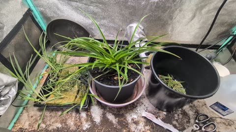 Spider plant farming