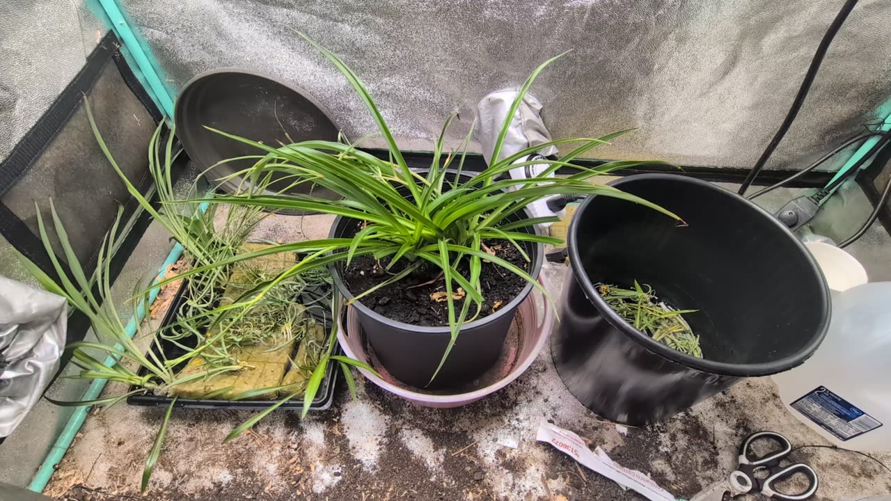 Spider plant farming