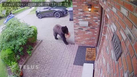 Bear Steals DoorDash Delivery