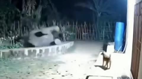 Dogs Attack to Elephant
