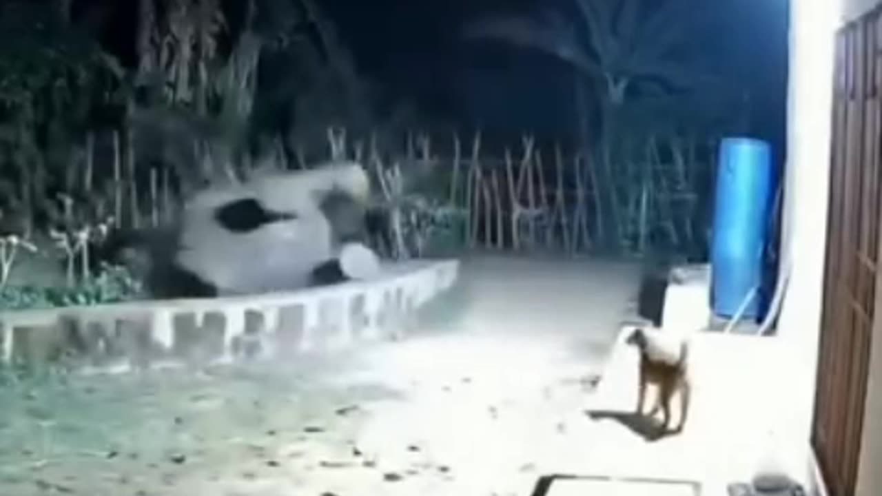 Dogs Attack to Elephant