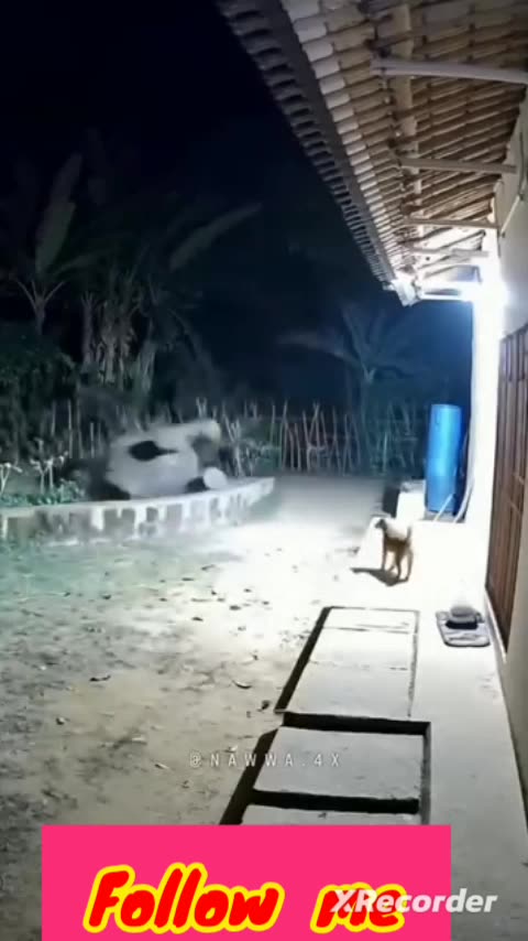 Dogs Attack to Elephant
