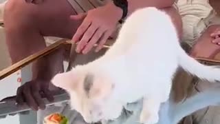Shocking: Feeding A Cat $10 Vs $10,000 Sushi