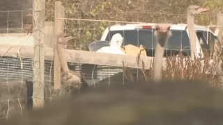 Conservative MP talks about ostriches in Ottawa