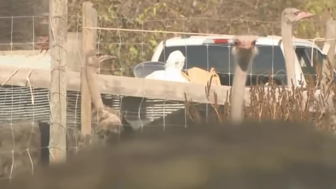 Conservative MP talks about ostriches in Ottawa