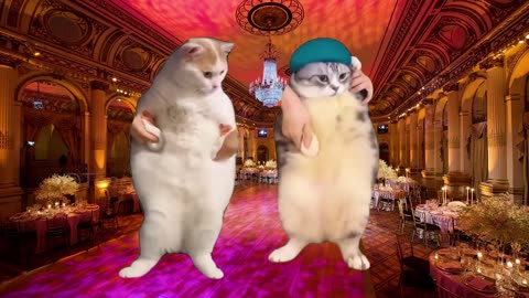 When a Couple of Cats go out in a Romantic Date (Cat memes) (Ep.37)