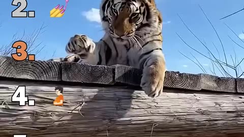 Ranking Best Big Cat Housecats Moments