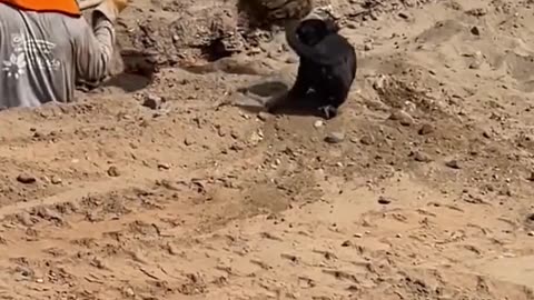 Playful puppy helping his master in work