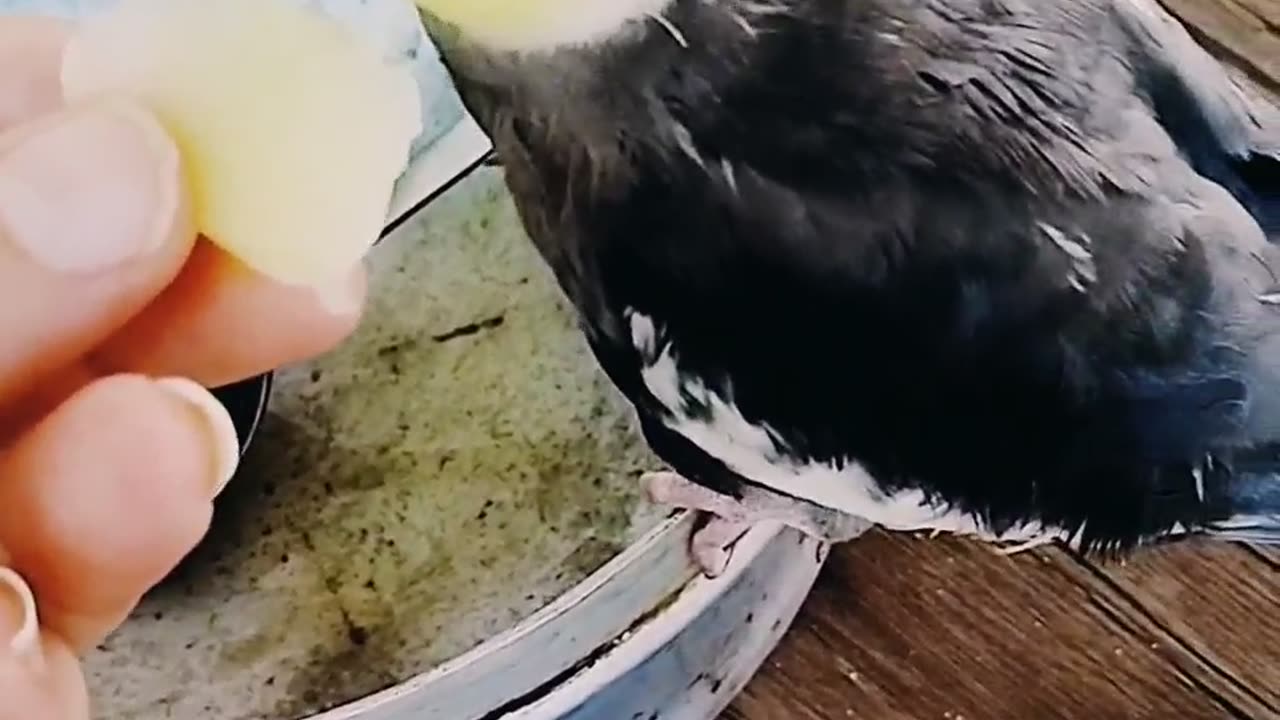 I eat food on the stovetop. I can't wait to eat at the table.