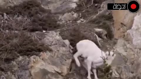 animals