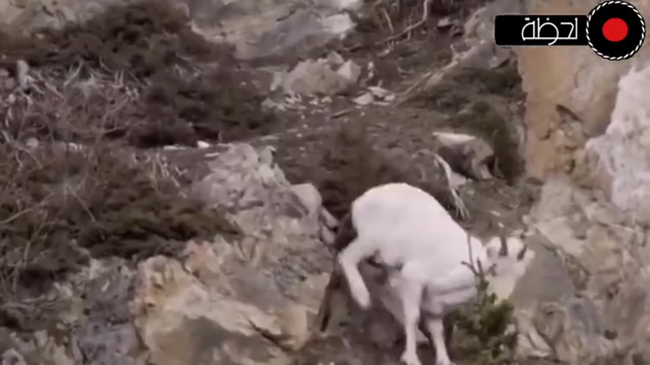 animals