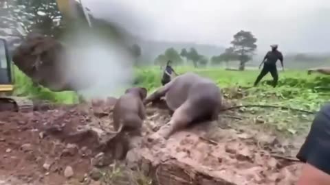 When Animals Ask for Help: A Powerful Story of Humanity’s Response 🐾💞