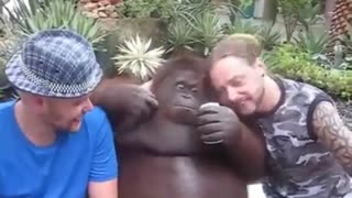 Drinking Buddies Hang Out With An Orangutan