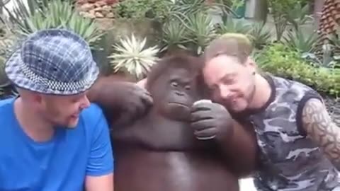 Drinking Buddies Hang Out With An Orangutan