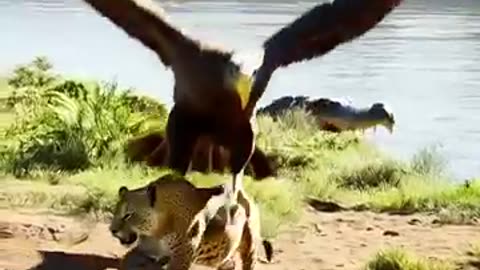 Eagle attacks