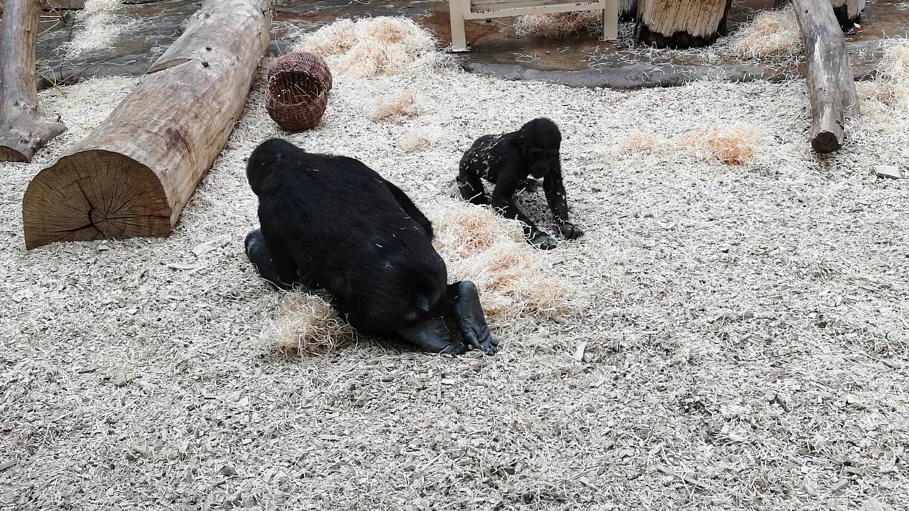 Prague Zoo 2018