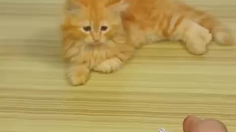 Must Watch: Funny Cat Barsik Beads ❤️💜Reverse video / Cat videos | Cat sound #ca