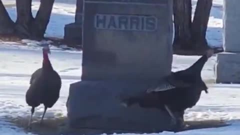 A group of turkeys spotted circling a 'Harris' gravestone in North Dakota.