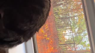 😂👏 This Cat's Soundtrack is WILD! Not My Cat | FunFM